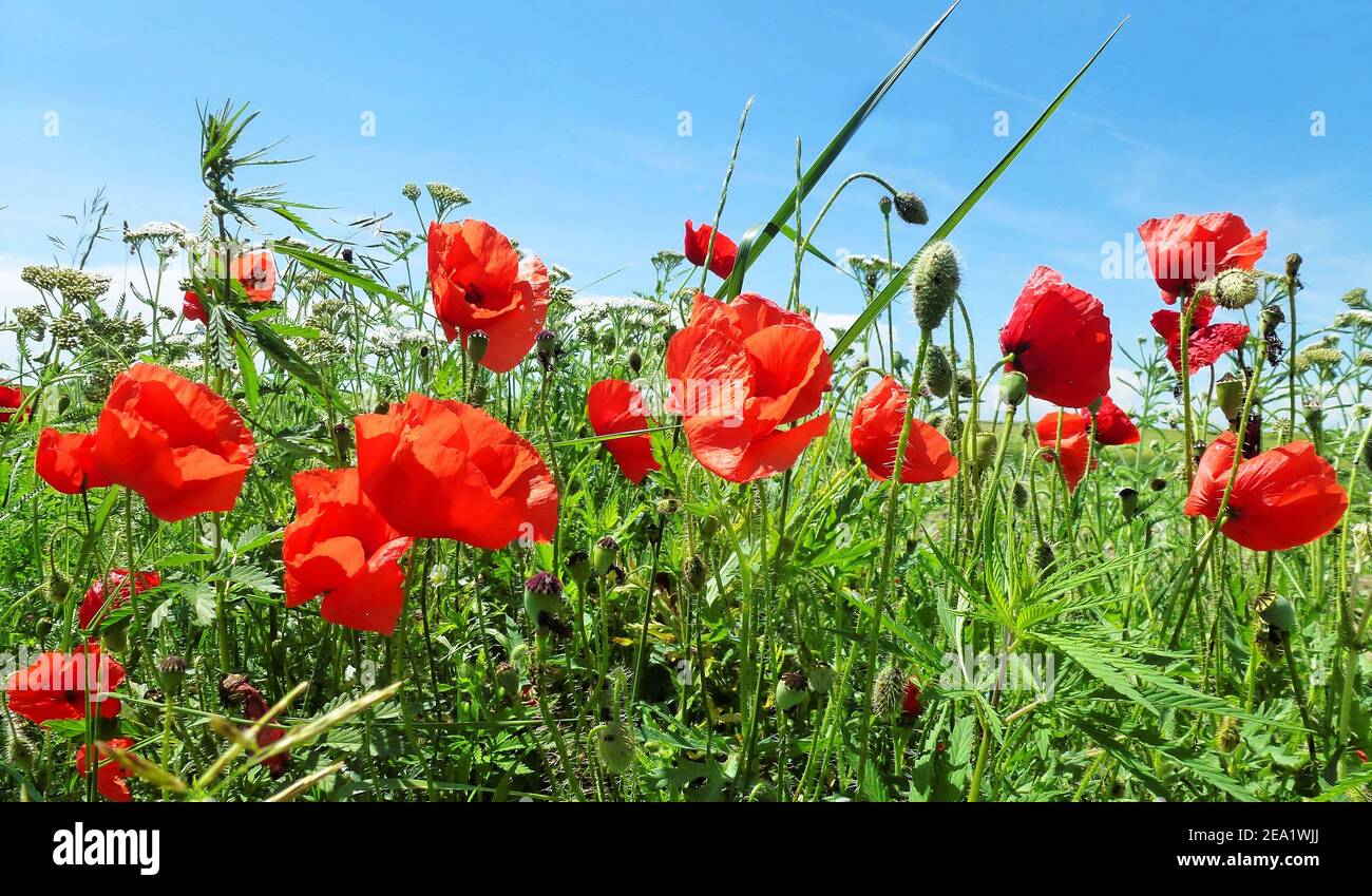 Fioritura di fiori di papavero e altri fiori selvatici in primavera Foto Stock