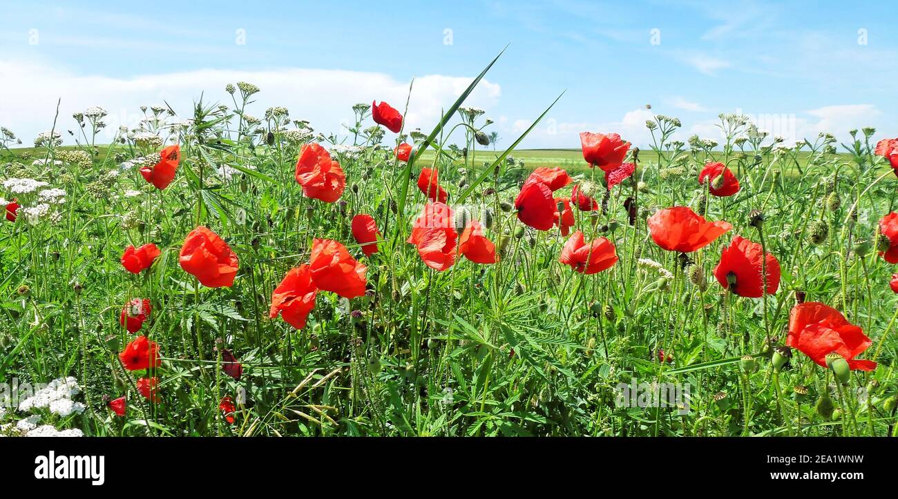 Fioritura di fiori di papavero e altri fiori selvatici in primavera Foto Stock