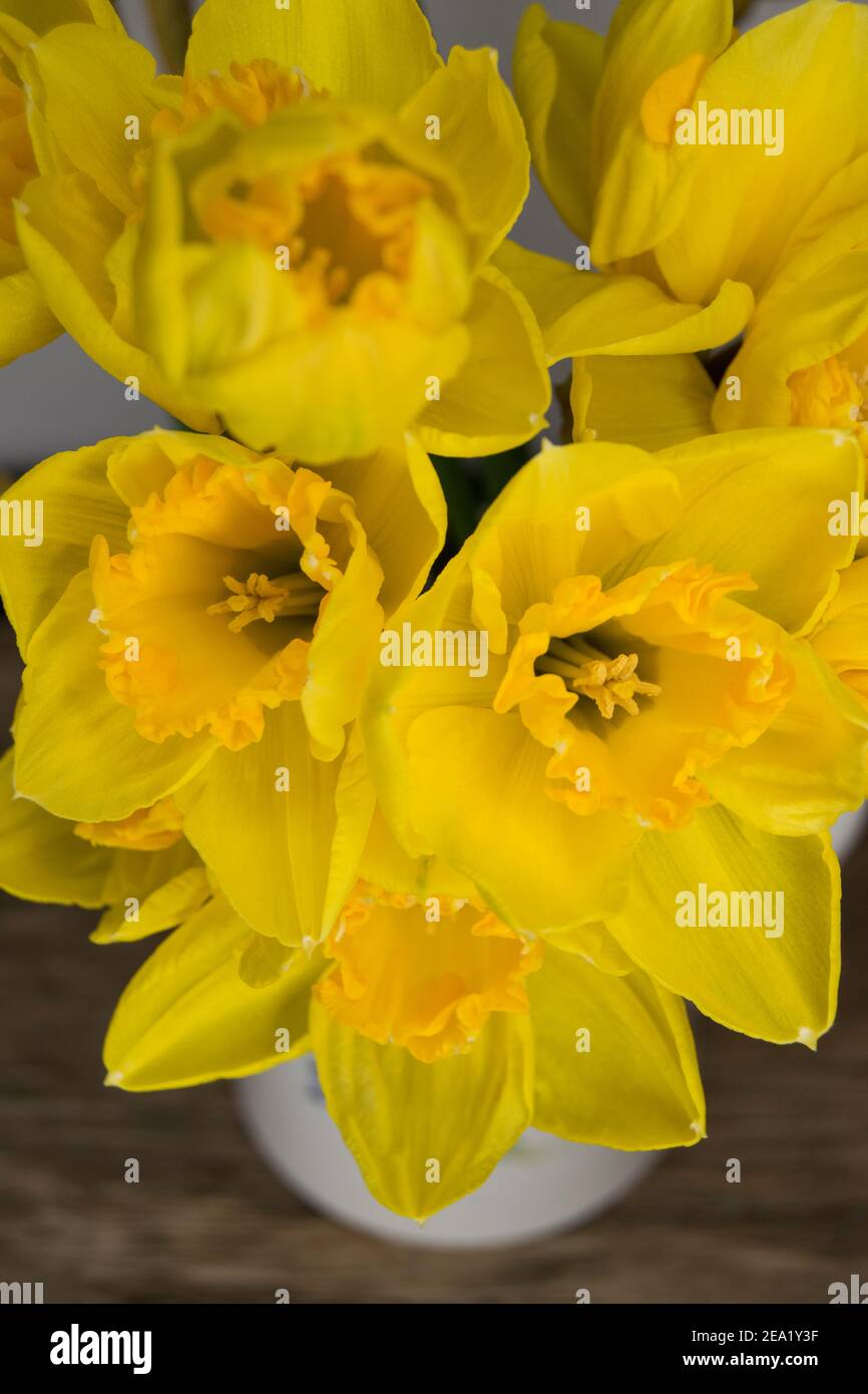 Guardando giù su un mazzo di narcisi primaverili Foto Stock