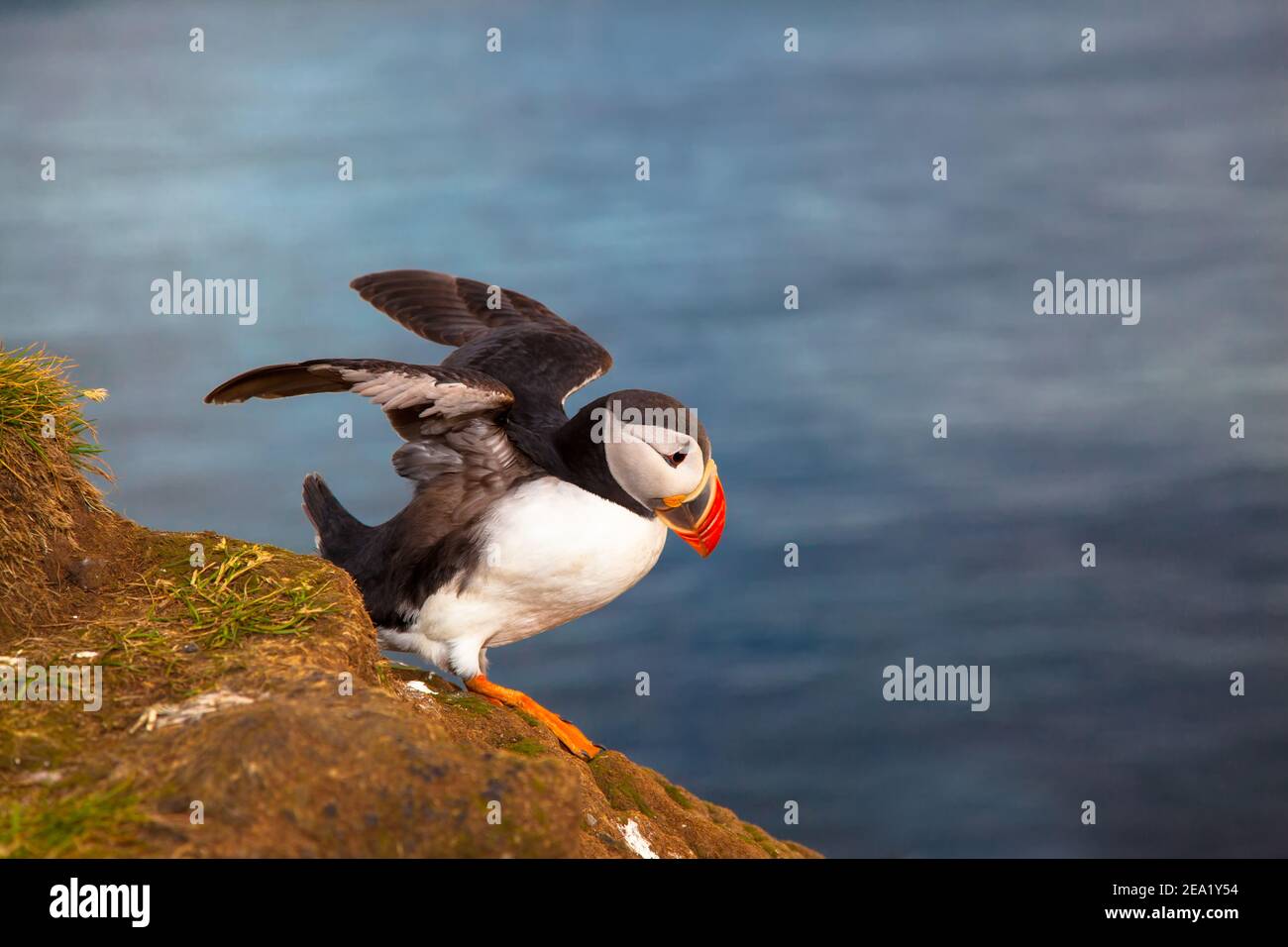 Un uccello puffin si stende le sue ali sullo sfondo del mare su una scogliera con margherite al tramonto in Islanda. Foto Stock