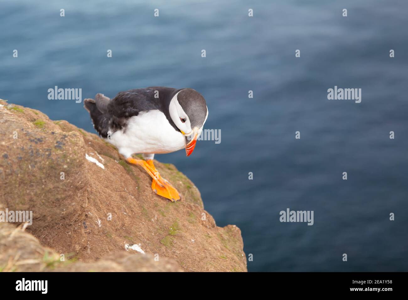 Un uccello puffin sullo sfondo del mare su una scogliera con margherite al tramonto in Islanda. Foto Stock