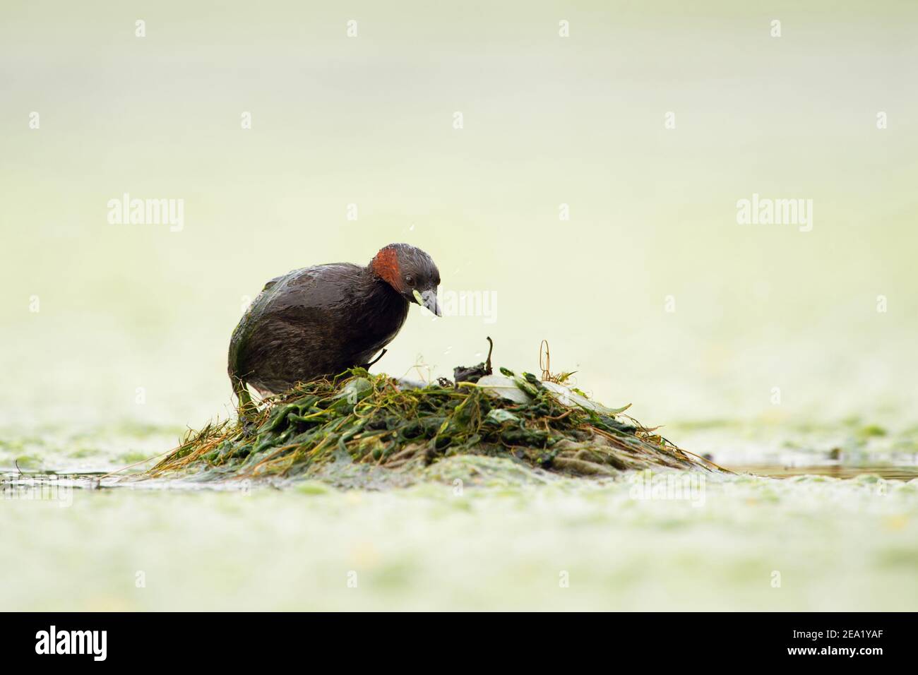 Piccolo grebe ( Tachybaptus ruficollis ) nidificazione, arrampicata sul suo nido di nuoto fatto di alghe materiale, fauna selvatica, Europa. Foto Stock