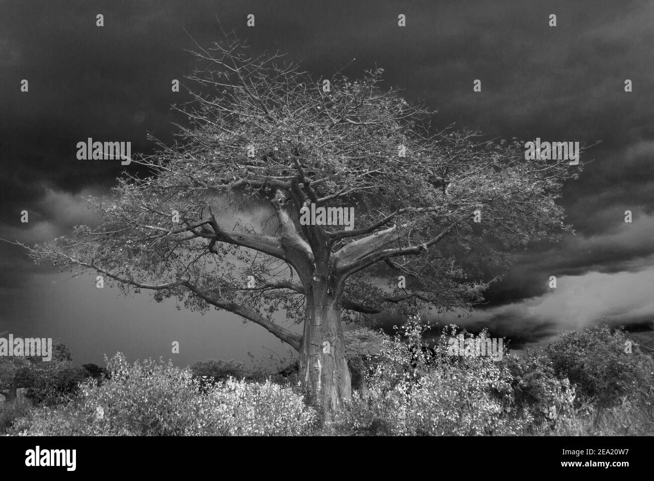 Le nubi della tempesta della stagione piovosa si radunano dietro un grande albero di Baobab, evidenziando il profilo e la forma distintivi di questo albero primitivo. Foto Stock