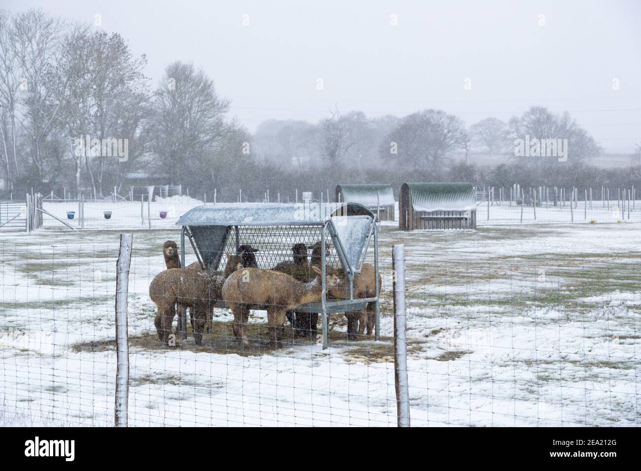 Ashford, Kent, Regno Unito. 7 Feb 2021. Regno Unito Meteo: Storm Darcy colpisce la città di Ashford in Kent. Alpaca in un allevamento di alpaca alla periferia di Ashford. Photo Credit: Paul Lawrenson/Alamy Live News Foto Stock