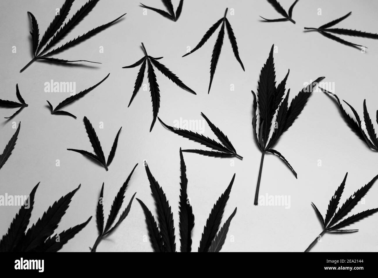 Marijuana nera su sfondo bianco. Foto in bianco e nero. Ripetizione, layout, vista dall'alto. Caos. Tonificazione grunge. Messa a fuoco selettiva Foto Stock