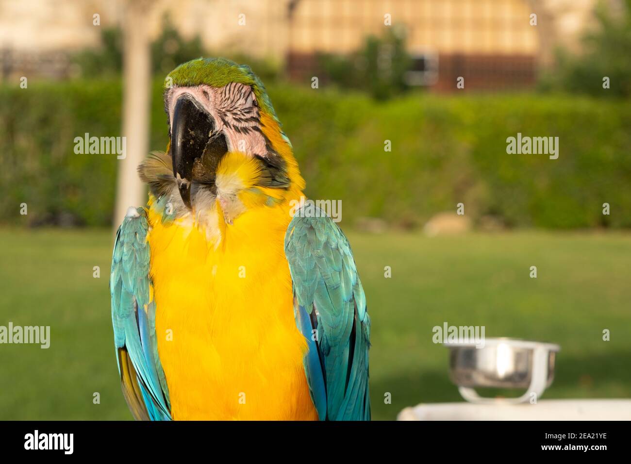 Macaw dalle tonalità blu con un ventre giallo brillante, ali e testa turchesi, gola blu scuro e strisce intorno agli occhi è appollaiato su un ramo di legno Foto Stock