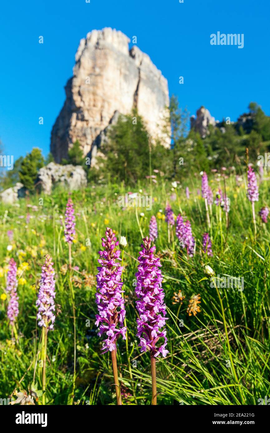 Orchidelle fiori. Fioritura sui prati vicino ai monti delle cinque Torri. Dolomiti d'Ampezzo. Italia. Europa. Foto Stock