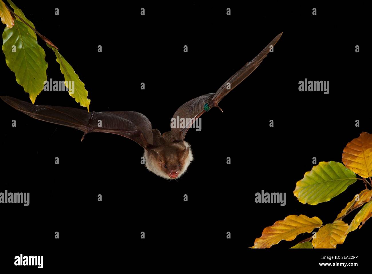 Pipistrelli più grandi (Myotis myotis) in volo, animale con anello per scopi di ricerca, Turingia, Germania Foto Stock