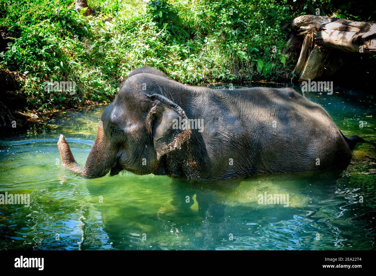 Un elefante asiatico solitario (Elephas maximus), gode di bagni in un fiume giungla in Thailandia Foto Stock