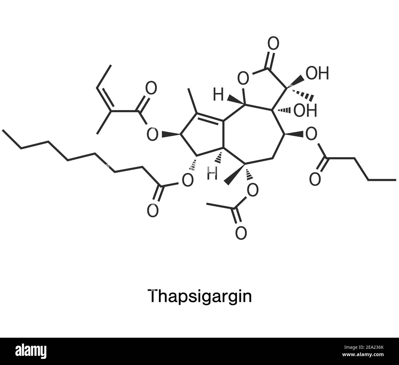 Illustrazione della struttura chimica di Thapsigargin o della formula scheletrica su bianco. Secondo recenti ricerche la sostanza Thapsigargin derivata dalla pianta velenosa Thapsia Garganica e studiata per il trattamento del cancro, potrebbe essere efficace contro il coronavirus e per fermare Covid 19. Foto Stock