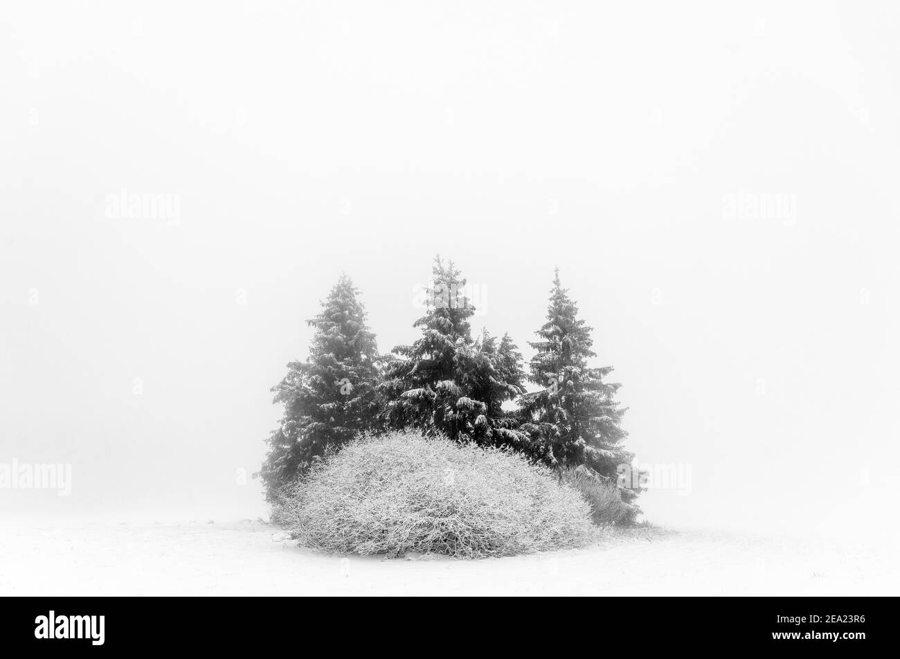 Gruppo di alberi nella neve, neve paesaggio, Geo-Naturpark Frau-Holle-Land, Assia, Germania Foto Stock