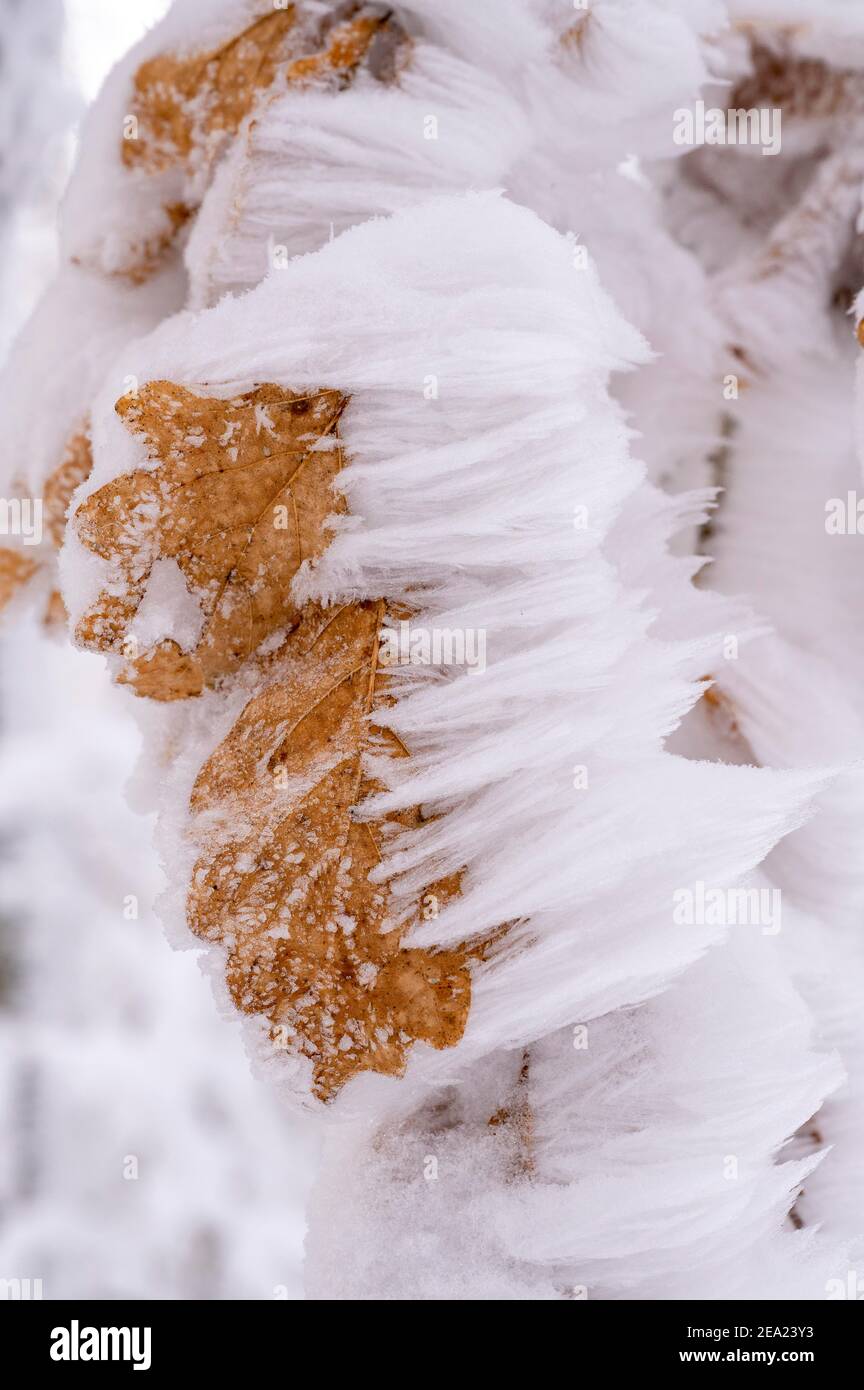 Foglie di quercia con bandiere di neve, Assia, Germania Foto Stock
