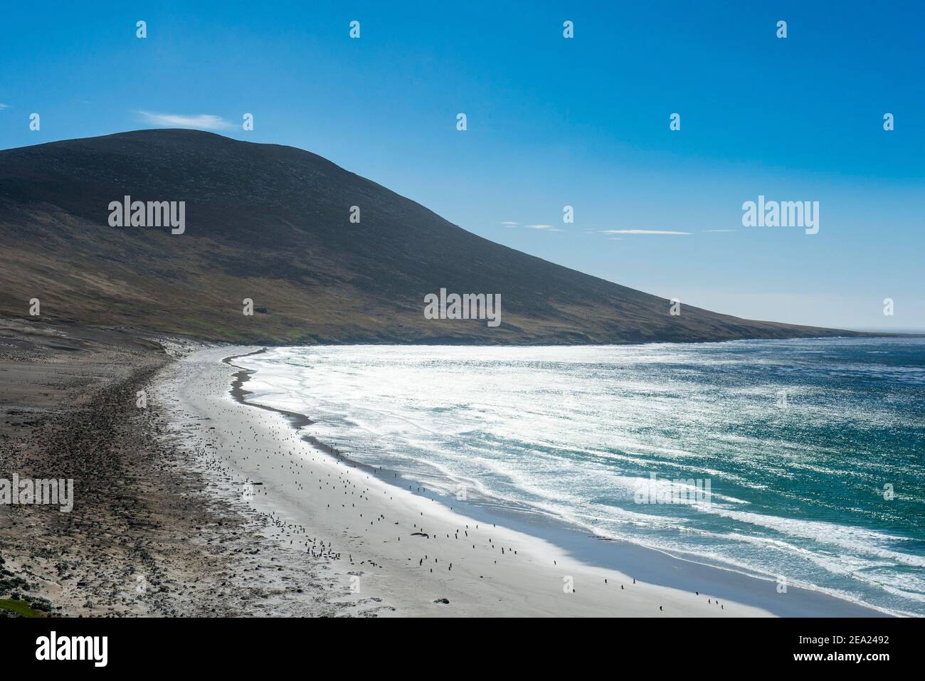 L'istmo di Neck sull'isola di Saunders, Falklands, Sud America Foto Stock