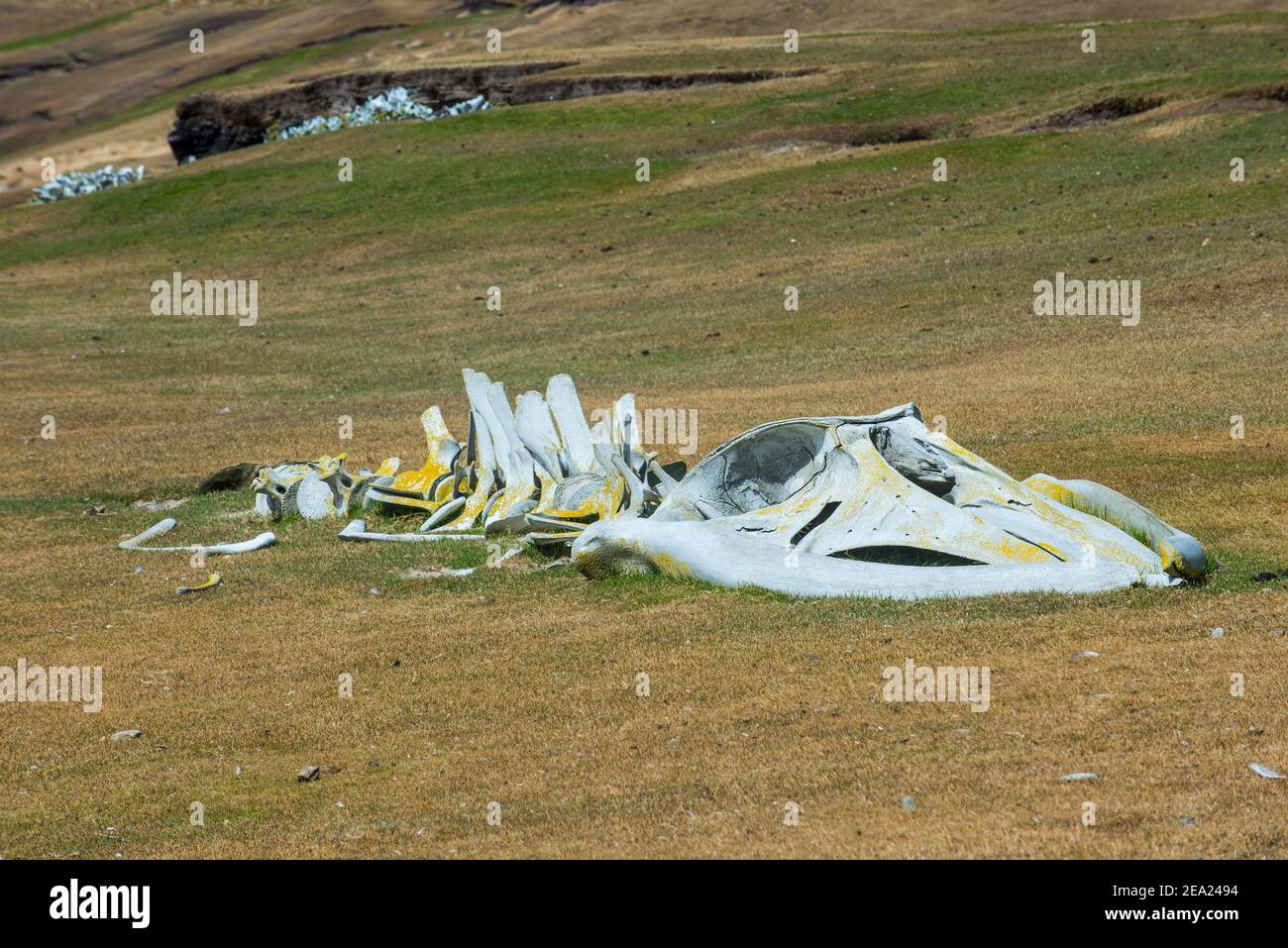 Antiche ossa di balene sull'isola di Saunders, Falklands, Sud America Foto Stock