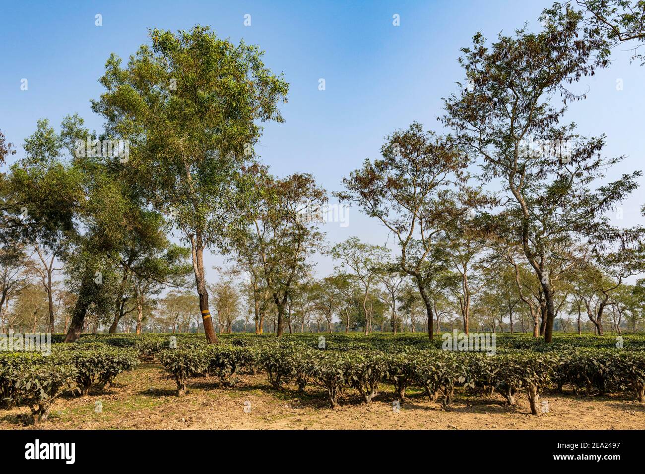 Campi da tè su una piantagione di tè, Assam, India Foto Stock