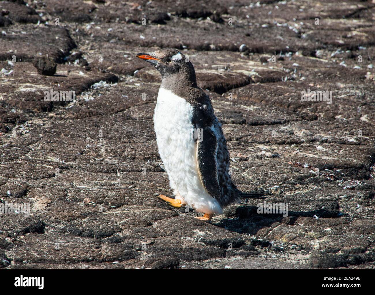 Colonia di pinguini gentoo a coda lunga (Pigoscelis papua), isola di Saunders, Falklands, Sud America Foto Stock