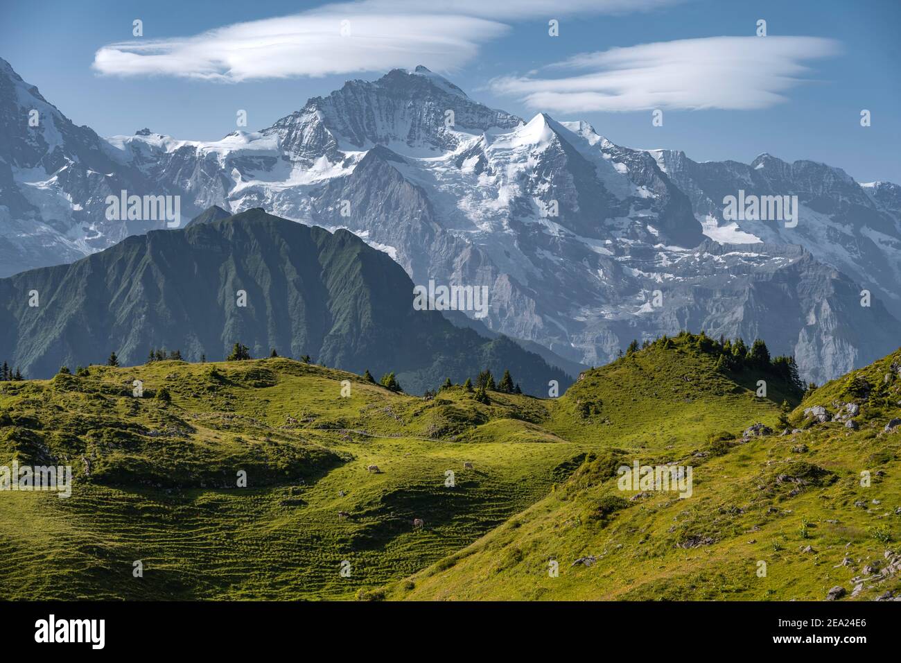 Vista da Schynige Platte, cima della montagna sul retro, Jungfrau regione, Grindelwald, Canton Berna, Svizzera Foto Stock