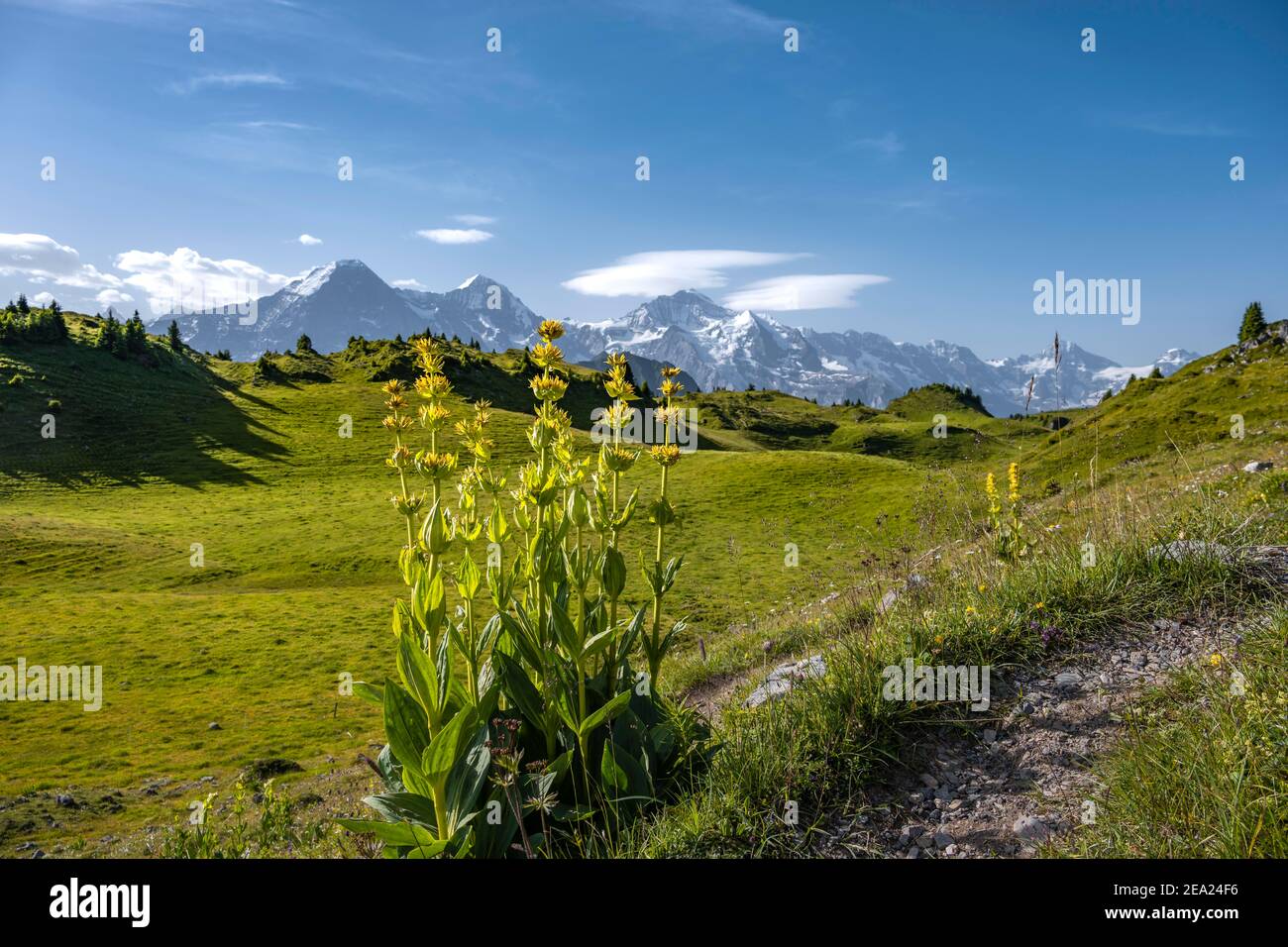 Genziana gialla, Schynige Platte, cima della montagna sul retro, Jungfrau regione, Grindelwald, Canton Berna, Svizzera Foto Stock