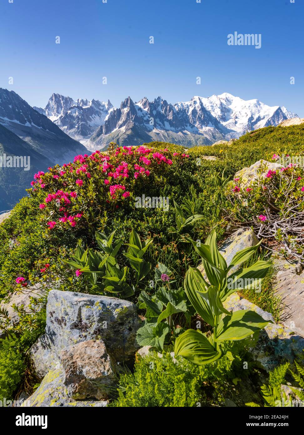 Rose alpine su un pendio di montagna, vista del Grand Balcon Nord con ghiacciaio valle Mer de Glace, Grandes Jorasses, massiccio del Monte Bianco Foto Stock