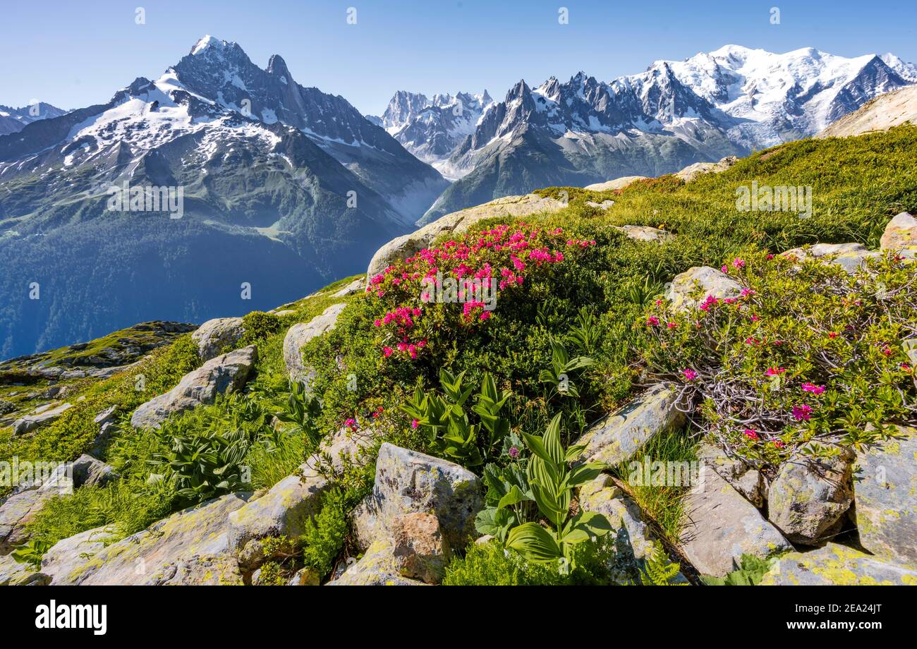 Rose alpine su un pendio di montagna, vista del Grand Balcon Nord con valle del ghiacciaio Mer de Glace, Aiguille Verte, Grandes Jorasses, massiccio del Monte Bianco Foto Stock