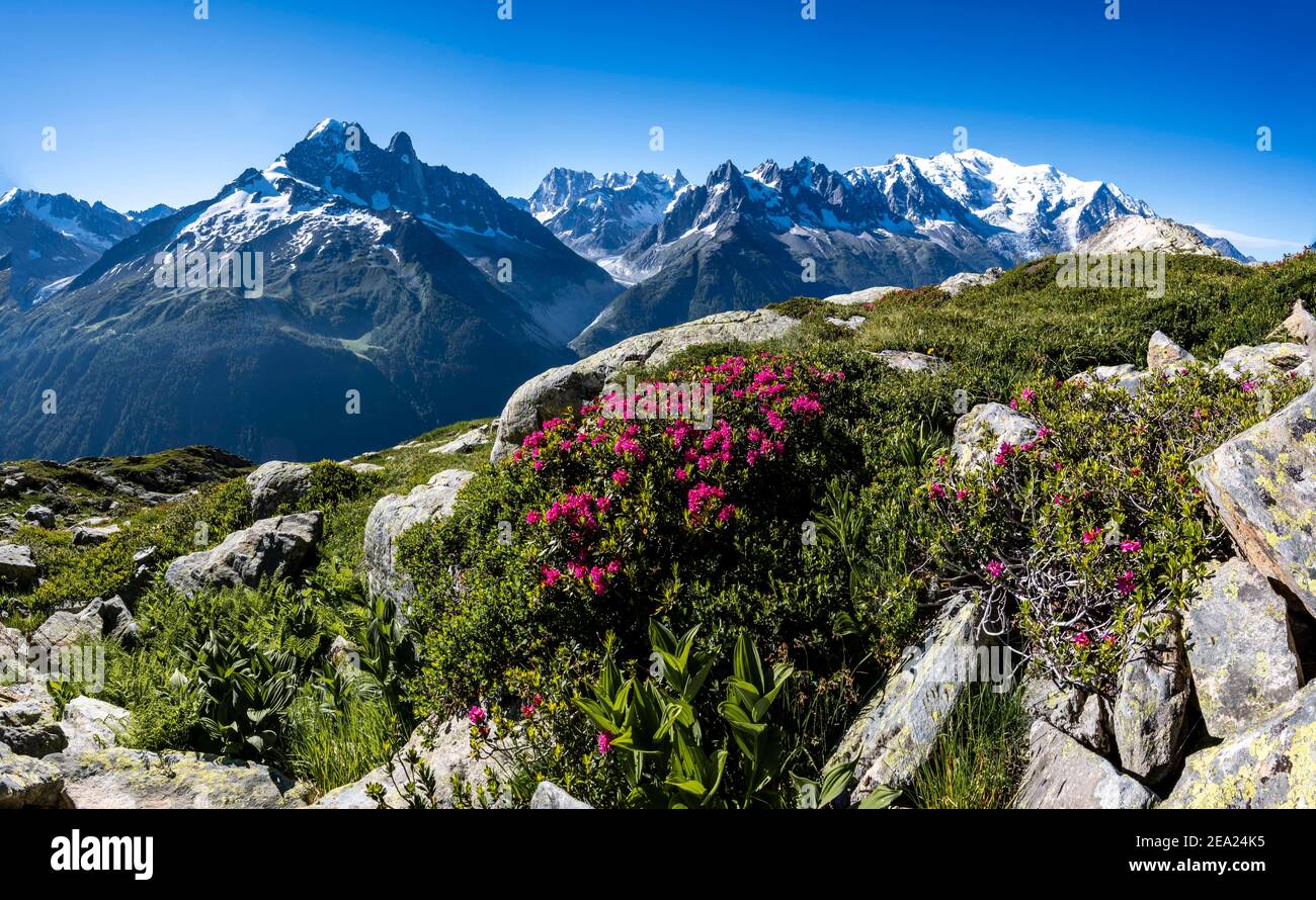 Rose alpine su un pendio di montagna, vista del Grand Balcon Nord con ghiacciaio valle Mer de Glace, Aiguille Verte, Grandes Jorasses, Monte Bianco, Monte Foto Stock