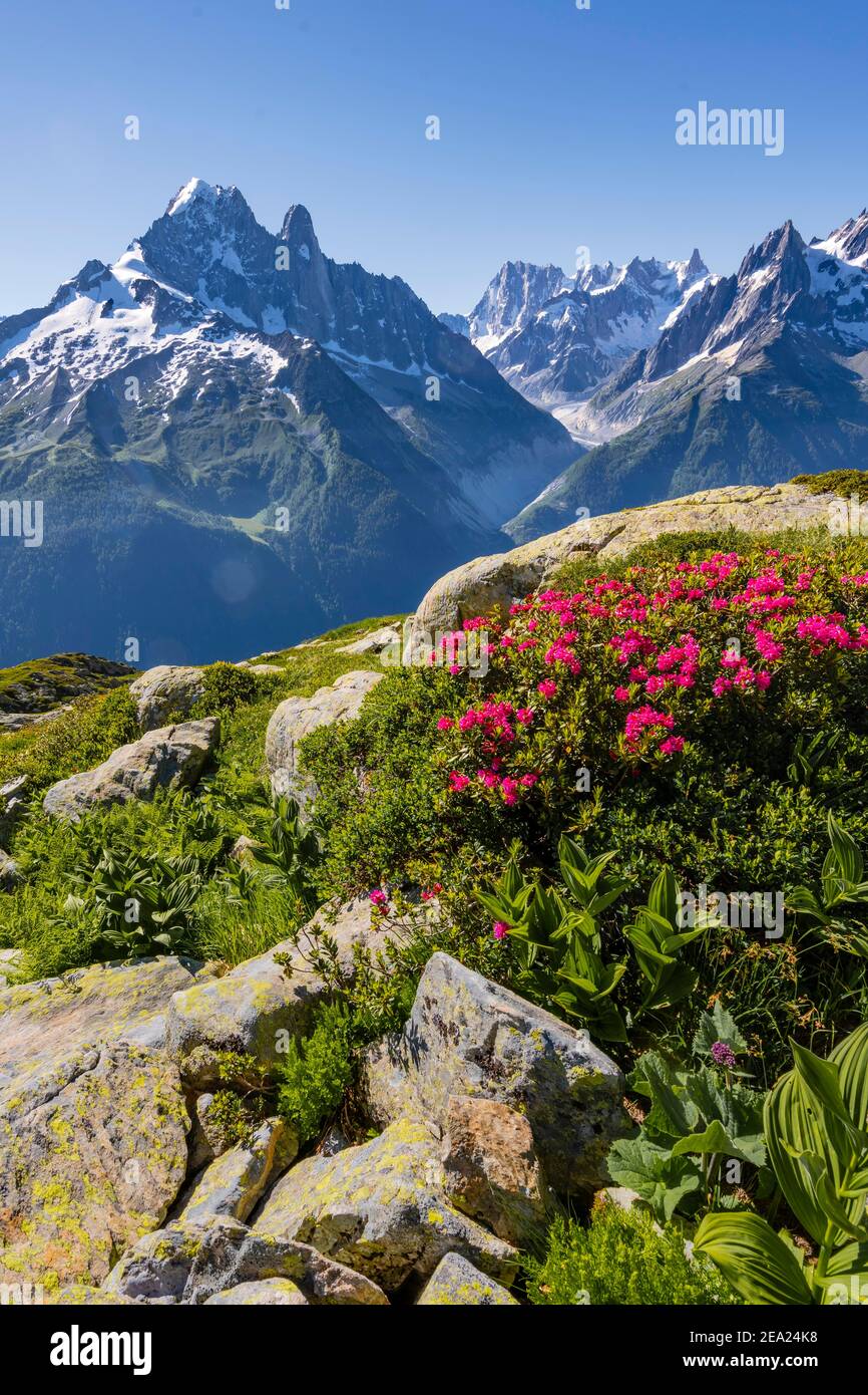 Rose alpine su un pendio di montagna, vista del Grand Balcon Nord con valle del ghiacciaio Mer de Glace, Aiguille Verte, Grandes Jorasses, massiccio del Monte Bianco Foto Stock