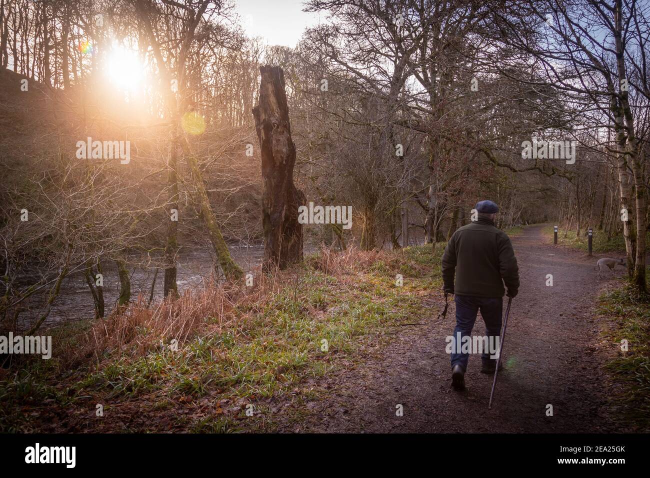 uomo che cammina il suo cane al tramonto nei boschi scozzesi Foto Stock