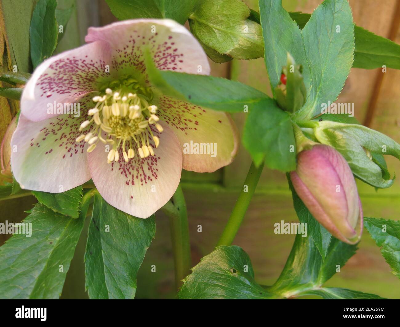 Primo piano del fiore aperto e germoglio di un ellebore, o Lenten Rose, nel mese di febbraio; un cottage giardino preferito in un giardino inglese. Foto Stock