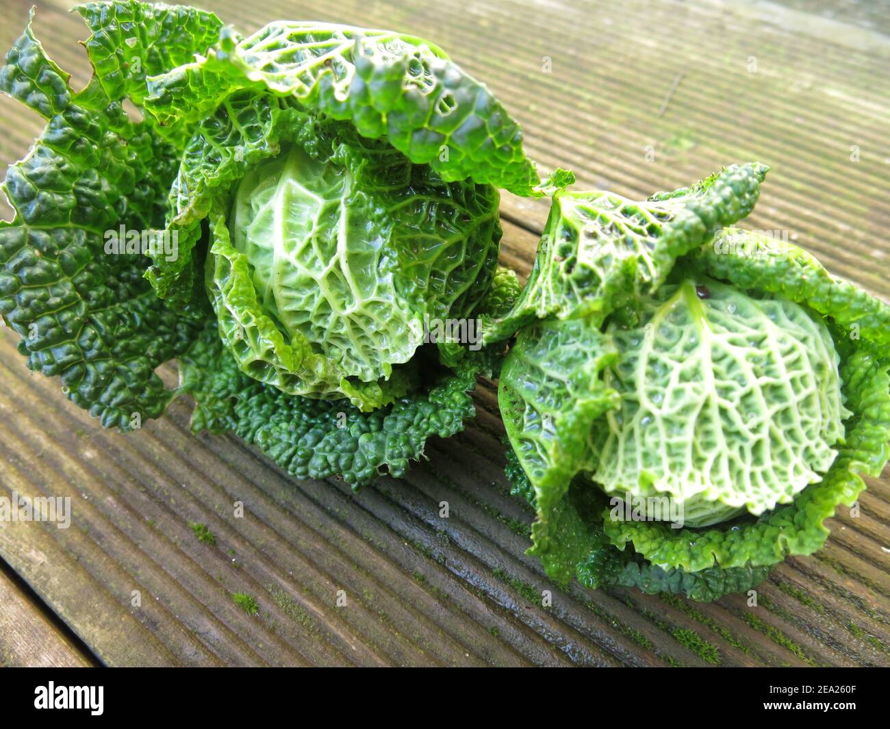 Due piccoli cavoli verdeggianti di Savoia coltivati come verdure invernali per un'alimentazione sana e i benefici nutrizionali di fibre e vitamine. Foto Stock