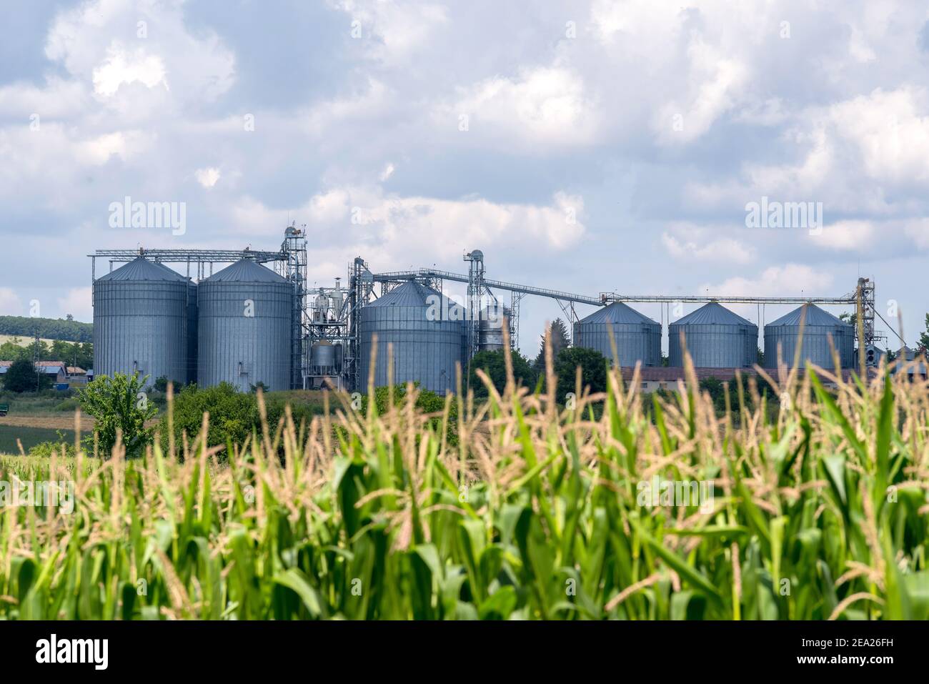 Silos elevatore granella. Foto Stock