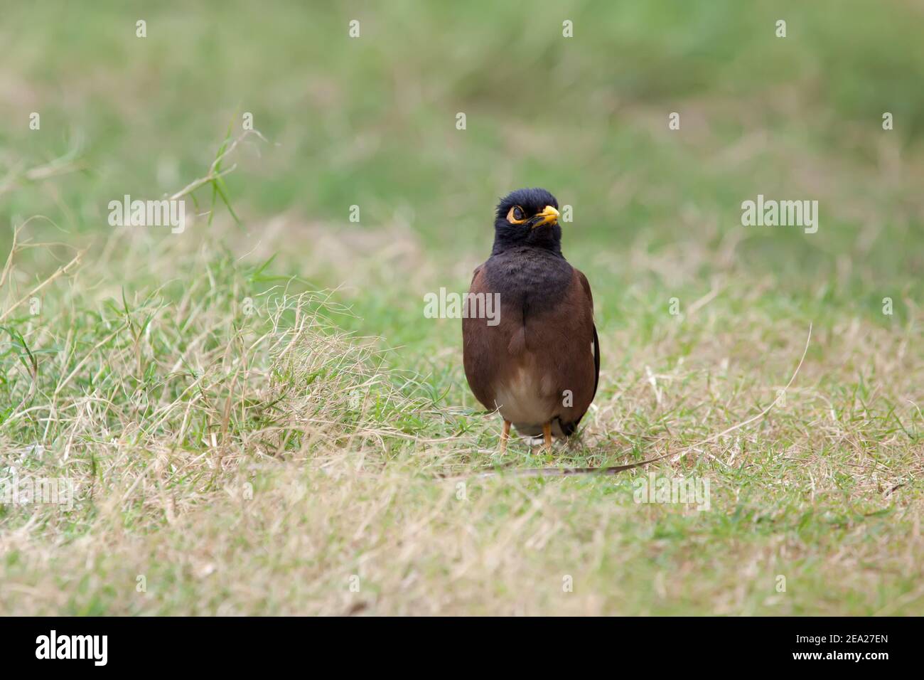 Uccello comune Myna. È su erba verde. Hawaii isola Kauai Foto Stock