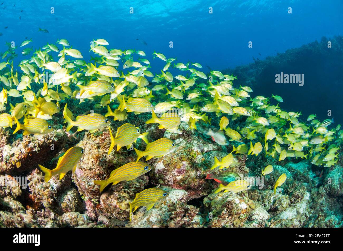 Scuola di grugnole gialle (Haemulon flavolineatum), giardini del parco nazionale della regina, Cuba Foto Stock