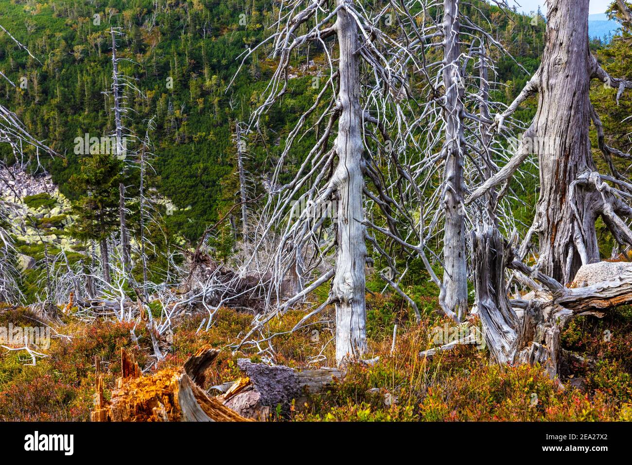 Sudetes, i Monti Karkonosze, Polonia Foto Stock