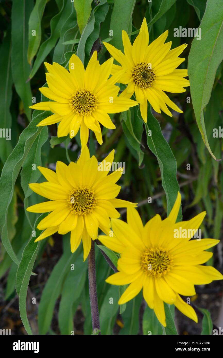 Girasole Massimiliano (Helianthus maximiliani) Foto Stock