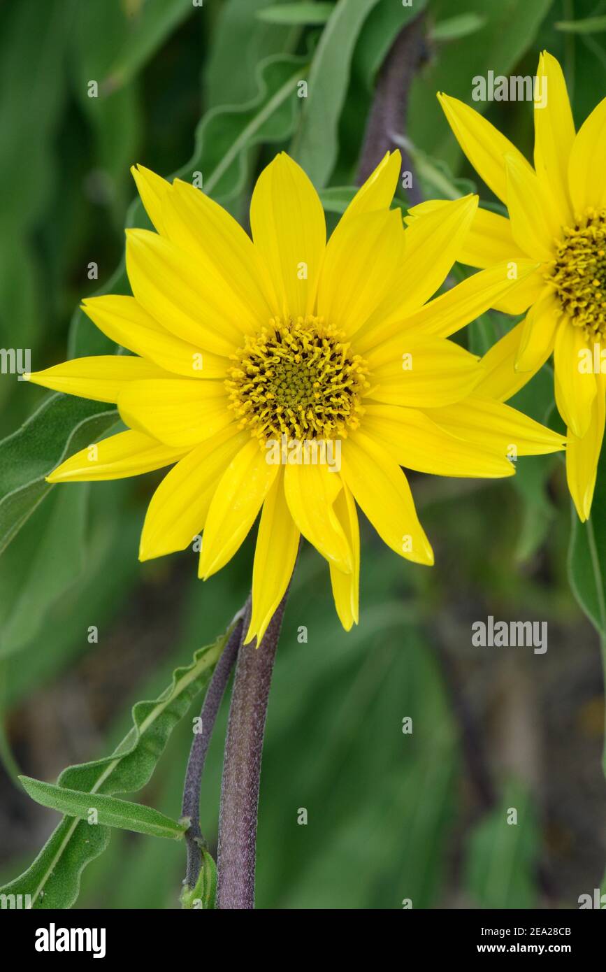Girasole Massimiliano (Helianthus maximiliani) Foto Stock