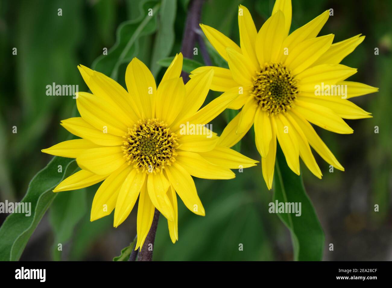 Girasole Massimiliano (Helianthus maximiliani) Foto Stock