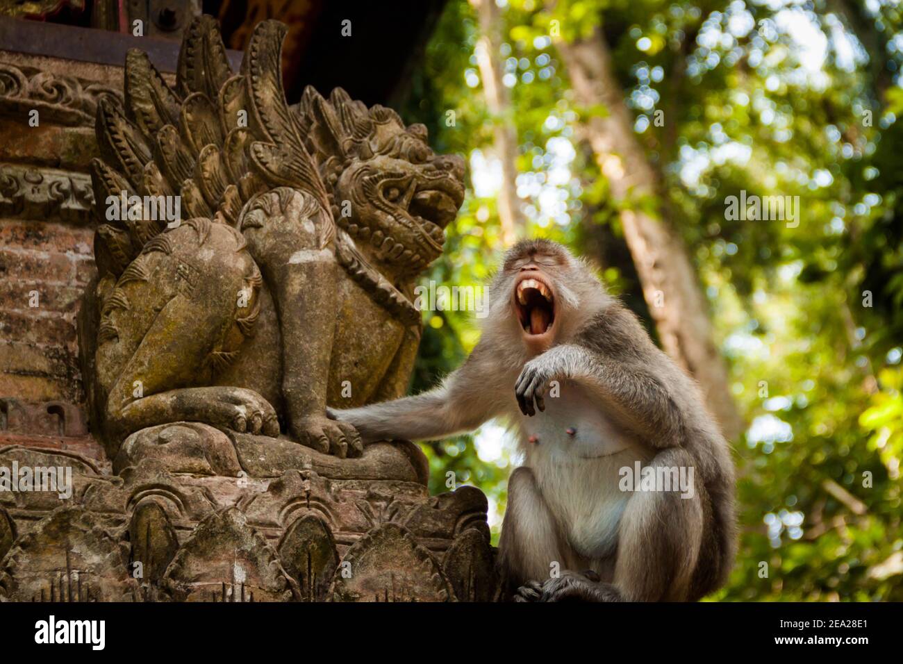 Un macaco che mangia granchi (macaca fascicularis) seduto sulle pareti di un tempio e toccando un dvarapala statua mentre yawning con la sua bocca larga aperta Foto Stock