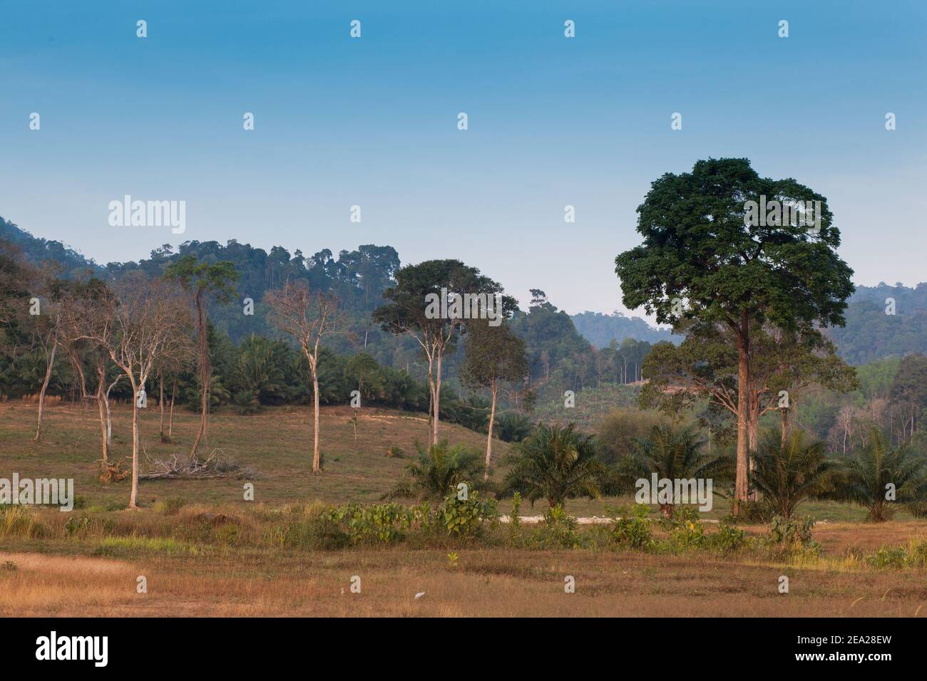 La giungla di Phuket in Thailandia è al tramonto Foto Stock