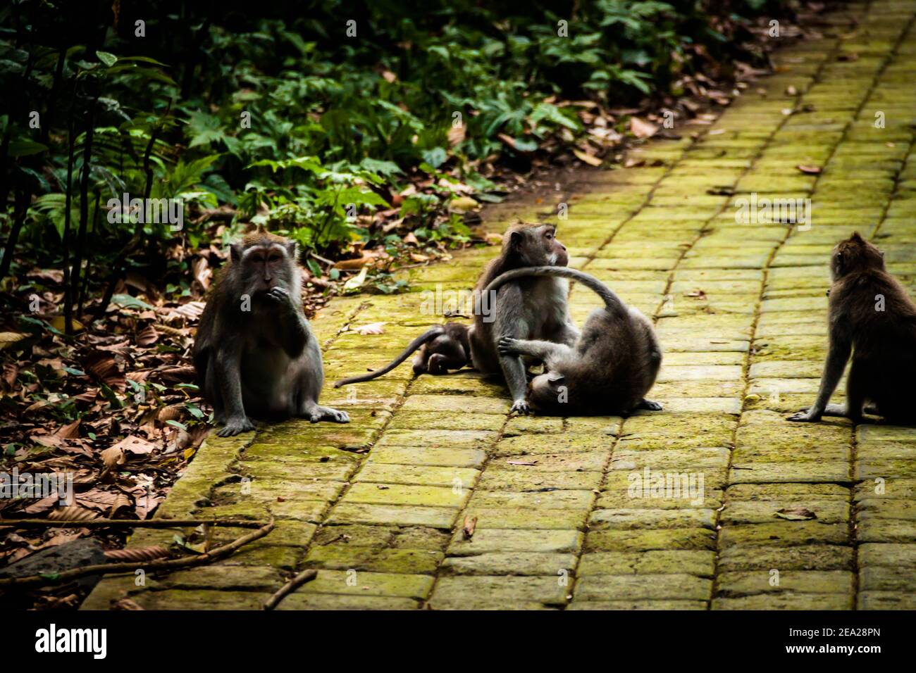 Un gruppo di macaca fascicularis (macaco a coda lunga) Scimmie che giocano sul marciapiede a Sangeh Monkey Forest Away dai turisti Foto Stock