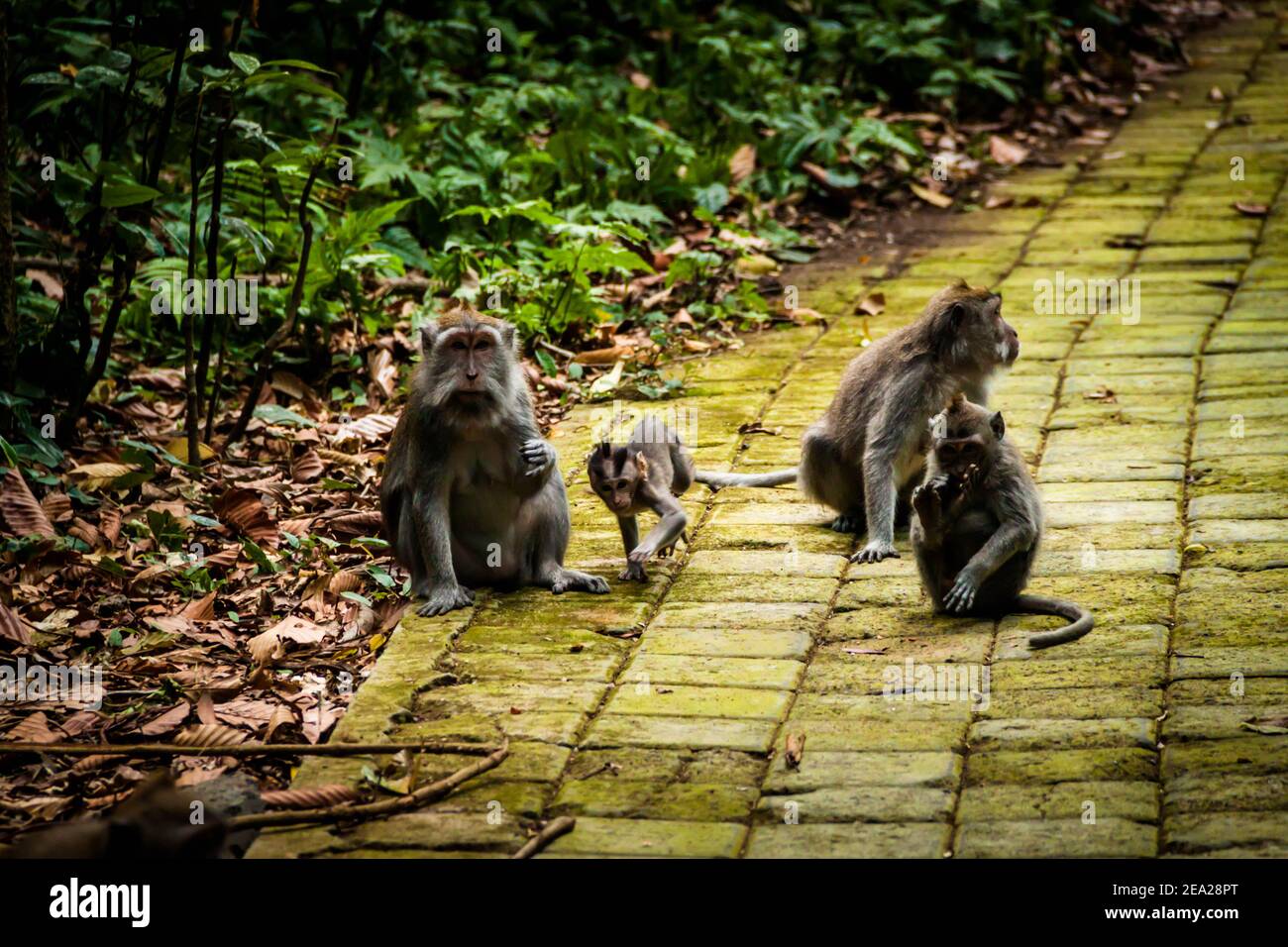 Quattro giocose scimmie macaque a coda lunga (macaca fascicularis) Giocare alla Sangeh Monkey Forest a Bali Foto Stock