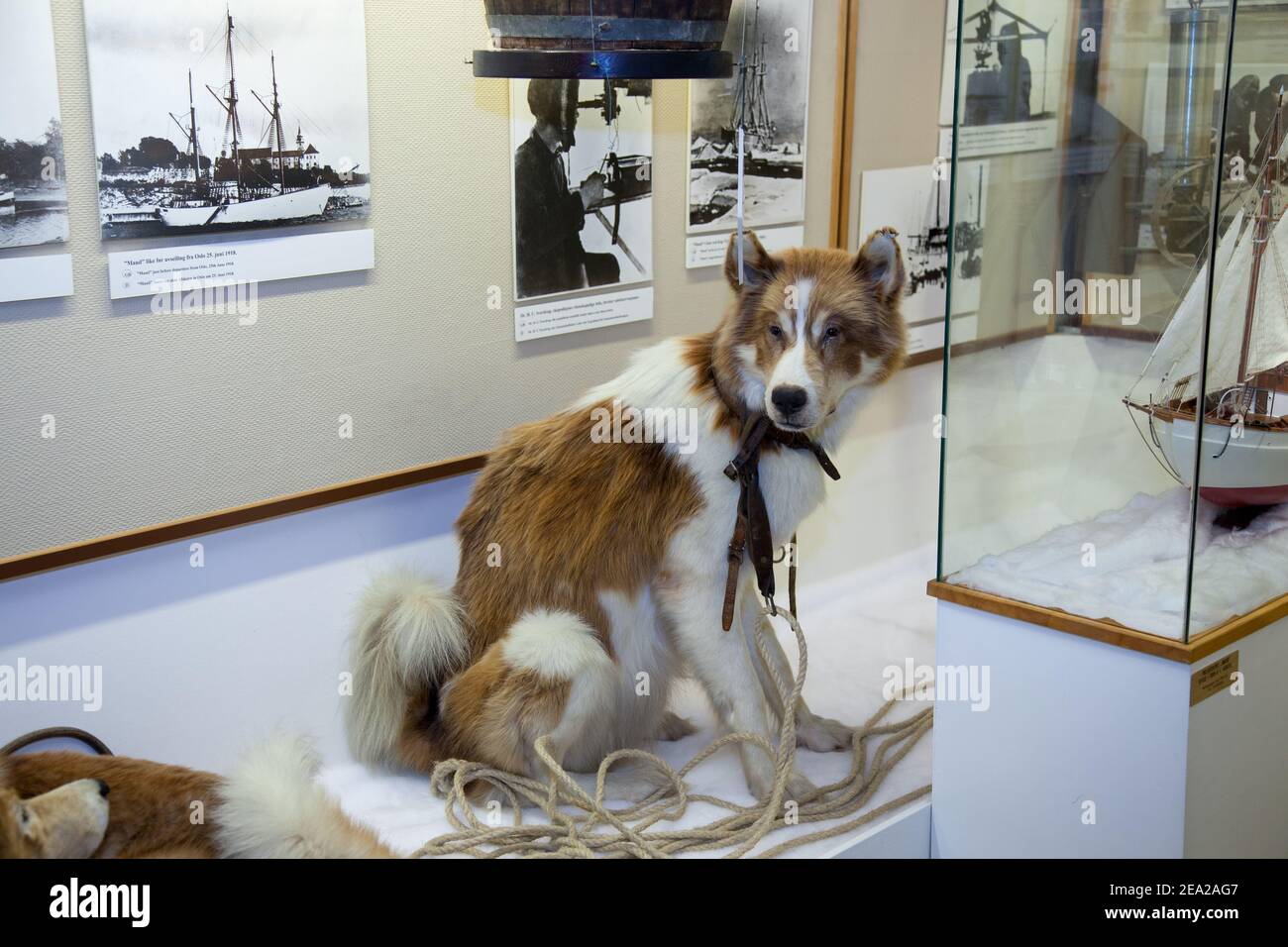 TROMSO, NORVEGIA - LUGLIO 28 2012: Cane da slitta dell'esploratore norvegese delle regioni polari Roald Amundsen è nel museo Polar. La nave di spedizione di Amundsen c Foto Stock