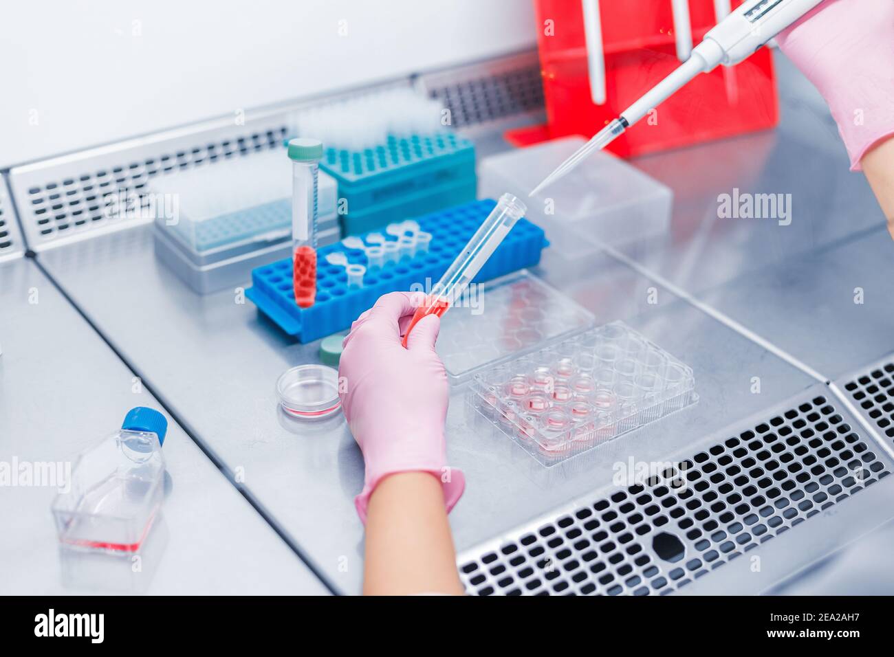 Lo scienziato specializzato tiene il becher con liquido rosso e conduce la PCR Analisi e test immunologico per anticorpi ELISA in un sterile labo professionale Foto Stock