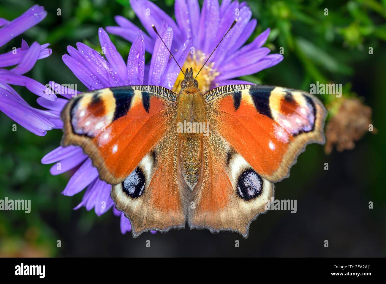Farfalla europea del pavone - Aglais-io - riposante sul fiore Di un fiore di Aster Foto Stock
