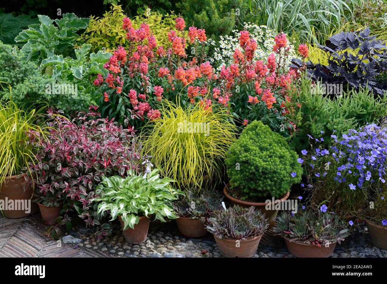 Vasi di fiori piantati con snapdragon( Hosta) , houseleek Foto Stock