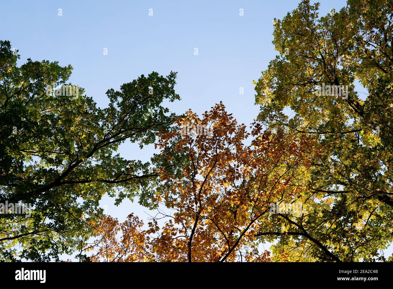 Foglie d'autunno colorate sugli alberi illuminate dalla luce del sole con un bel cielo blu sullo sfondo. Fogliame verde, marrone e giallo Foto Stock