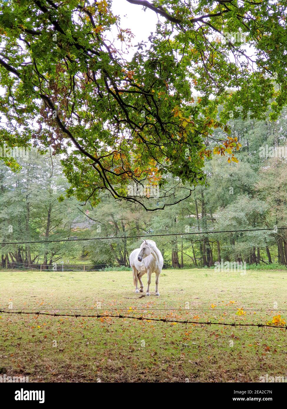 White Stallion Horse Alone in campo, Cannock Chase Forest in autunno, Staffordshire, West Midlands Foto Stock
