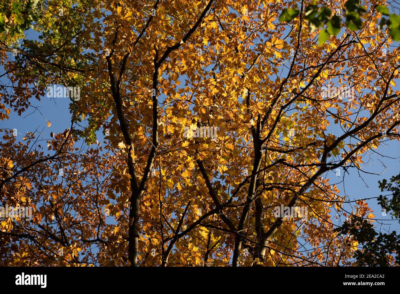 Foglie d'autunno colorate sugli alberi illuminate dalla luce del sole con un bel cielo blu sullo sfondo. Fogliame verde, marrone e giallo Foto Stock