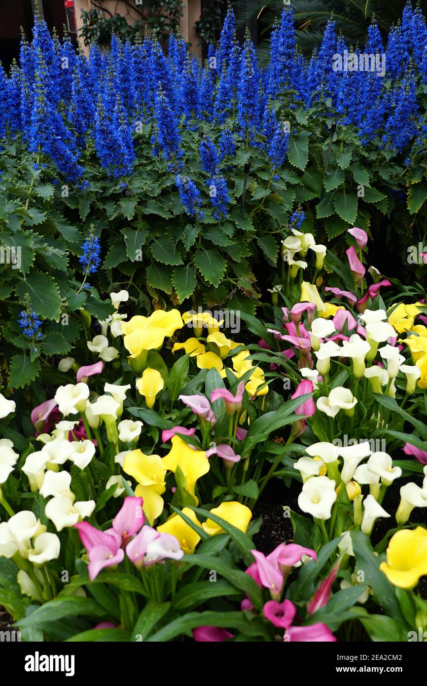 Il colore misto dei gigli di calla con coleo fiorito blu piante Foto Stock