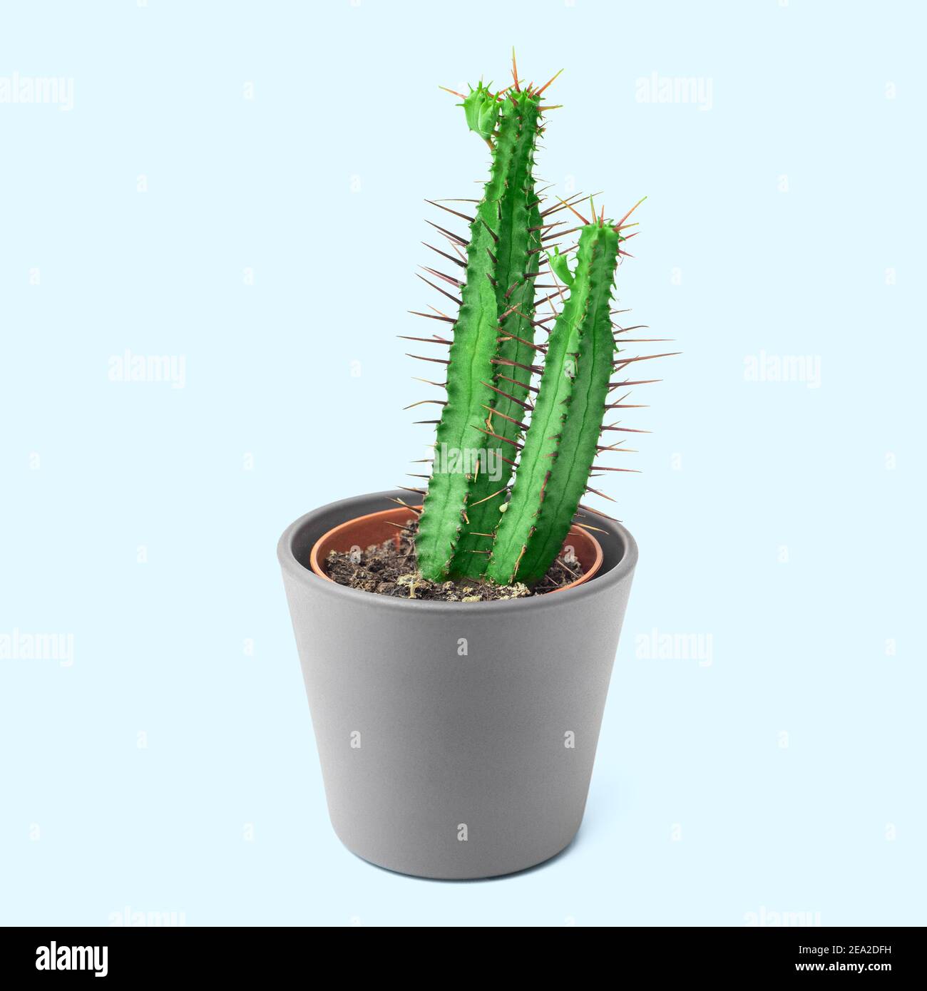 Cactus Euphorbia enopla in una pentola come una pianta domestica decorativa isolata su sfondo colorato. Hobby e concetto succulento Foto Stock