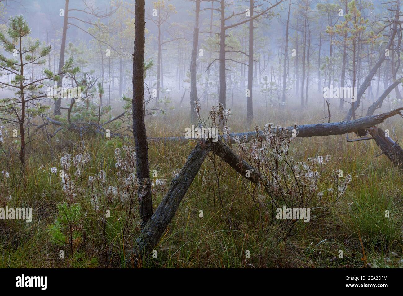 Warmia e Masuria, Piska Forest, palude foresta, Polonia Foto Stock